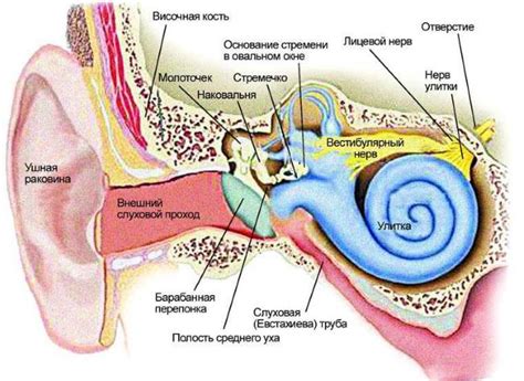 Атрофия слухового нерва - причины, симптомы и лечение